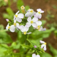 Raphanus raphanistrum L.